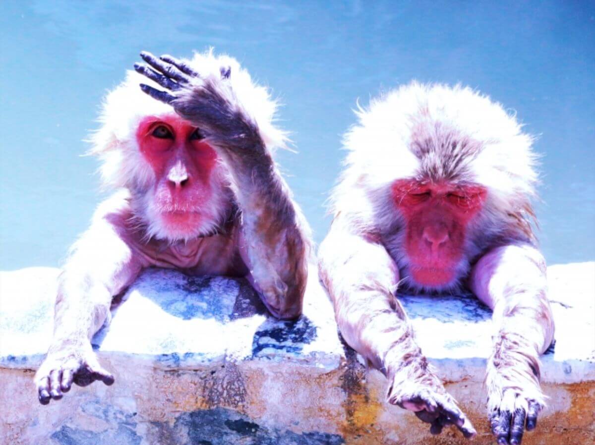 露天風呂に浸かる2匹の猿